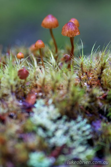 A moss and mushroom macro forest