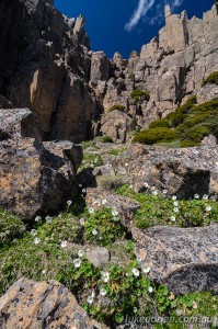 Geum flowers near the summit of Mt Anne