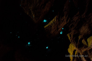 glow worms tasmania