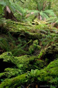 Rainforest on the Growling Swallet walk, Tasmania