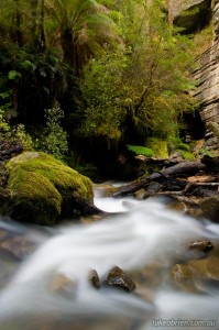 Growling Swallet in the Tasmanian Rainforest