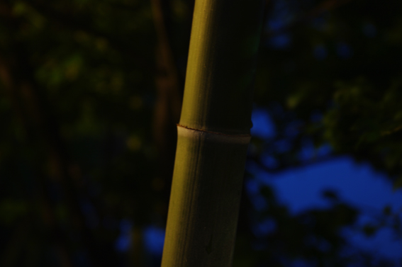 Bamboo to You Too!