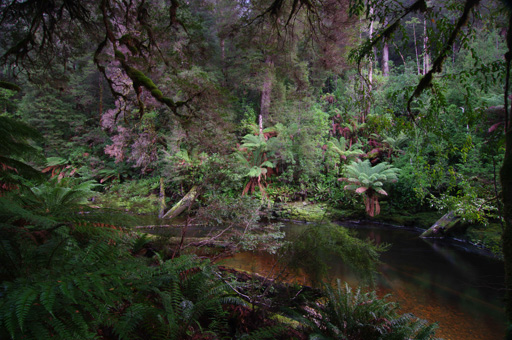 Rainforest along the Styx River
