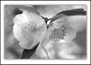 Leatherwood flowers, black & white