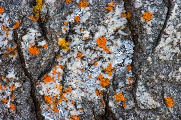 Lichen, North Coast