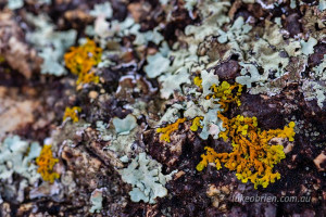 lichen freycinet national park tasmania