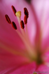 Macro photography: Pink Lily