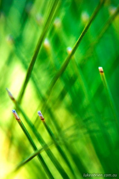 Macro photography tips - Grass Tree, Narawntapu