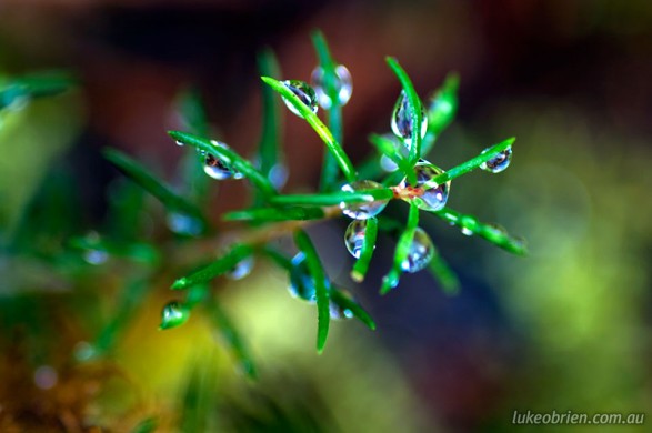 Macro photography - Dew Drops