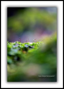 Fine Art Macro Photography Forest Detail Styx Valley