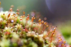 macro moss spores styx tasmania