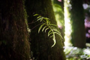Small fern growing off a tall tree fern