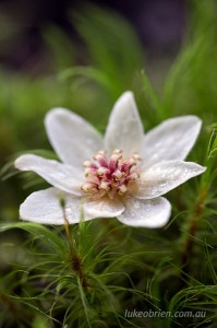 Sassafras flower at Mt Field Tasmania