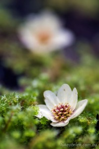 Macro photos Tasmania - Sassafras flowers, Styx Valley