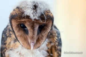 Tasmanian Masked Owl Raptor Refuge