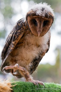 Masked Owl Raptor Refuge Tasmania