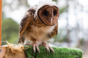 Tasmanian masked owl, Raptor Refuge