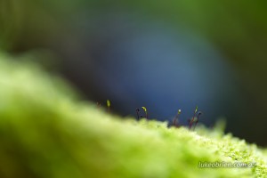 Moss spores in the Notley Fern Gorge Tasmania