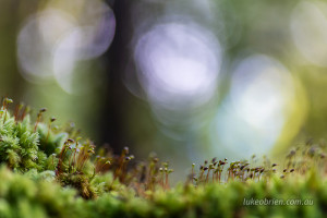 moss spores styx forest tasmania 
