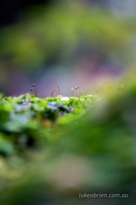 Mossy forest scene - macro photo, Styx Valley
