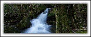Rainforest Stream, Mother Cummings Rivulet, Great Western Tiers