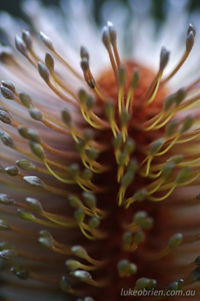Banksia Flower - Macro/Abstract