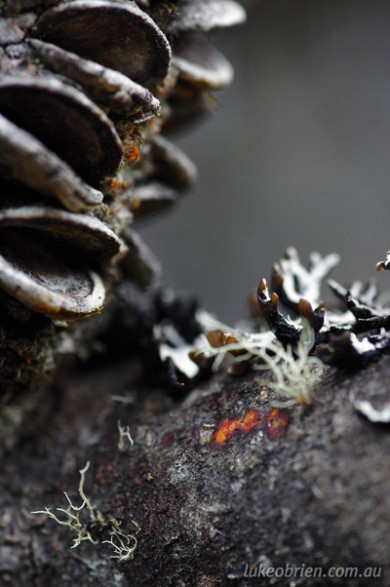 Lichens and Banksia - Macro photo