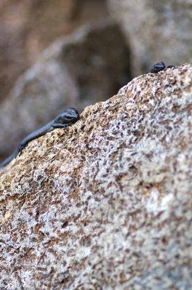 Skinks at the summit of Mt Field East