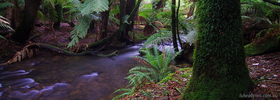Spring in Tasmania Photography Tours - Mt Field