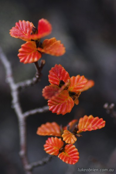 Red fagus leaves, Mt Murchison