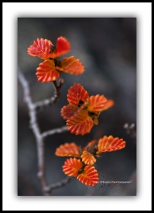Red Fagus Leaves, Mt Murchison