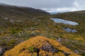 Mt Tyndall & Fagus, West Coast Range, Tasmania
