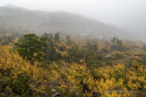 Mt Tyndall & Fagus, Autumn, West Coast Range