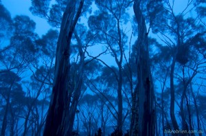 Tasmanian photography - snowgum woodland at dusk