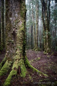 Myrtle forest on the Rattler Range, north east Tasmania
