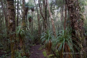 myrtle pandani rainforest tasmania