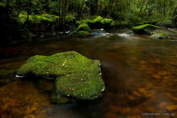 Lush green Tasmanian rainforest along Nelson Creek
