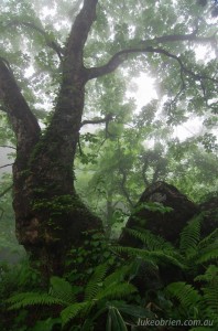 Misty Forest, Niinotaki Waterfall Yamagata Japan