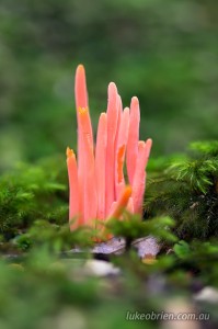 Flame fungi in the Tarkine Tasmania