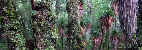 Rainforest, Pine Valley