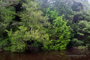Huon Pine Rainforest on the Tarkines Donaldson River