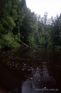 rainforest donaldson river tarkine 