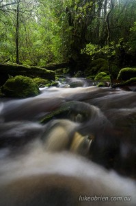 Wombat Creek at the start of the Ramsay Rainforest walk in the Tarkine