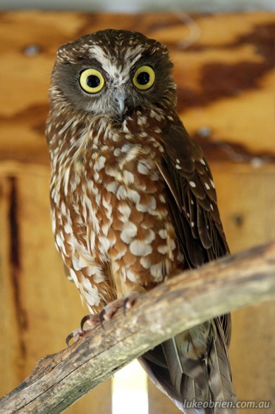 Boobook Owl, Raptor Refuge Tasmania