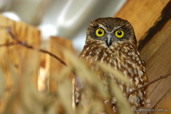Boobook Owl, Raptor Refuge Tasmania