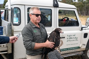 Raptor Release Colebrook Tasmania December 2016