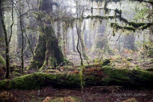 Moss and lichen covers the forest