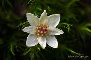 Tasmanian Sassafras flower