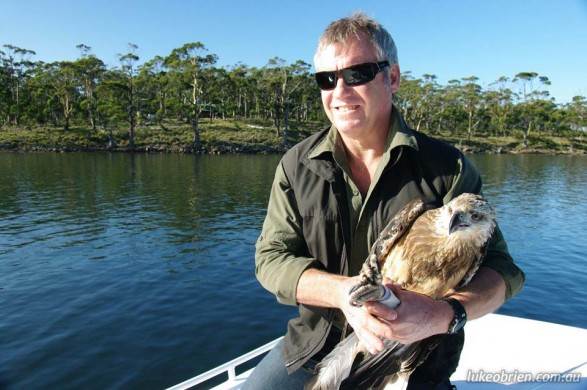 Raptor Refuge Sea Eagle release, Bruny Island