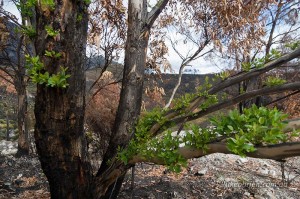 bushfire aftermath south west tasmania 2016